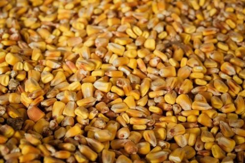 USDA прогнозирует урожай кукурузы в Украине более 37 млн т в сезоне 2021/22