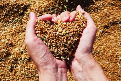 Причерноморское зерно суммарно может обеспечить 15% мирового производства пшеницы — аналитики