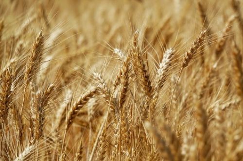 G.R. Agro принял первую партию озимой пшеницы урожая 2021