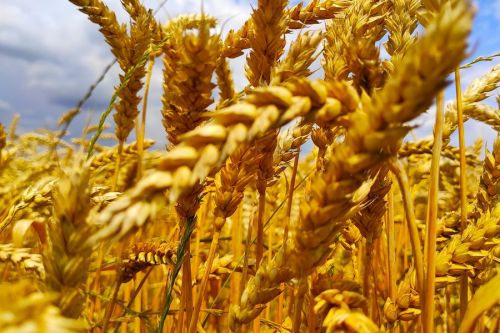 На Белозаводском элеваторе повышают качество пшеницы, благодаря ранней уборке и последующей подработке