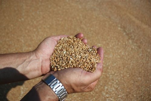 В Прометее рассказали о качестве пшеницы нового урожая 2021 года