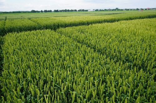 Аналитики рассказали как изменятся цены на украинскую пшеницу