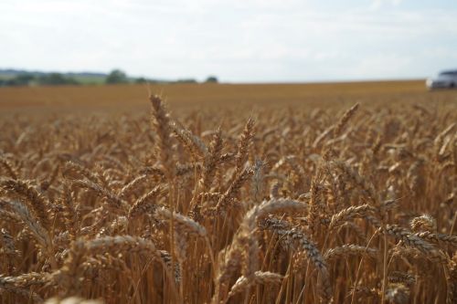 Иордания купила на тендере 60 тысяч тонн пшеницы Cargill