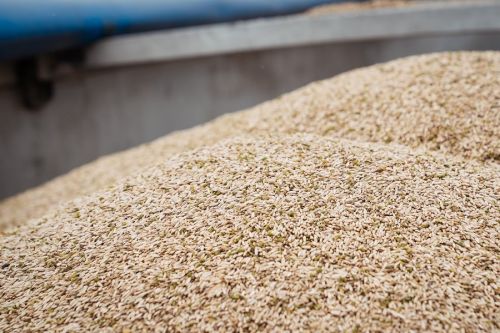 В Україні половину зерна в 2020 році експортували в Азію та Африку — UBTA