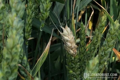 Практично всі показники якості пшениці по ДСТУ відрізняються від торішніх —  УкрТрансАгро
