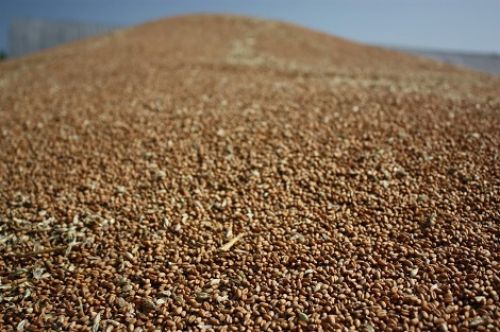 В Україні закликали провести моніторинг пшениці за класами