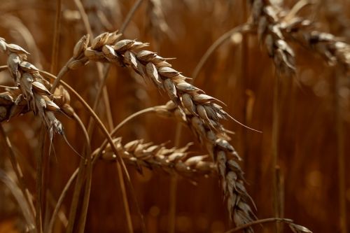 Дерегуляція ринку зерна збільшила рівень обороту агропродукції — експерт