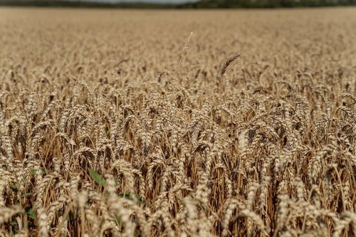 В Україні немає дефіциту продовольчої пшениці — Лещенко
