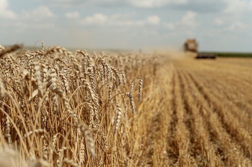 Україна наростить експорт зерна в 2021/2022 МР — УЗА