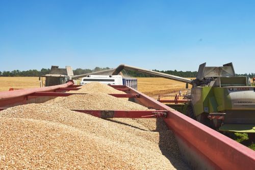 Континентал наростив експорт пшениці до Саудівської Аравії