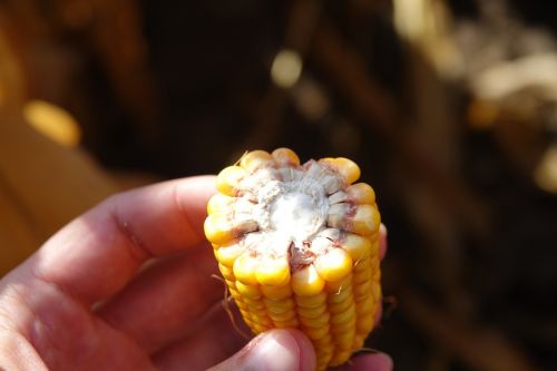 З березня по 9 травня обсяг експорту кукурудзи склав 1,1 млн тонн