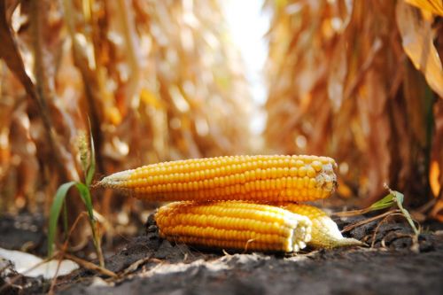 Для фермерів виробництво кукурурдзи цього сезону стало нерентабельним