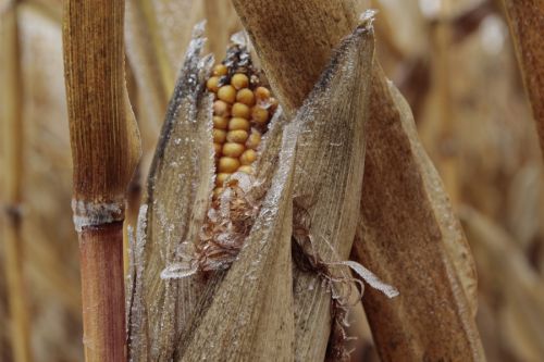 Від 30 до 60% кукурудзи, що зимувала в полях Львівщини, втратила якість