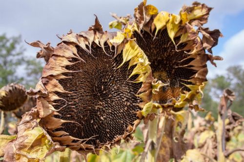 Укроліяпром пропонує квотувати експорт насіння соняшника