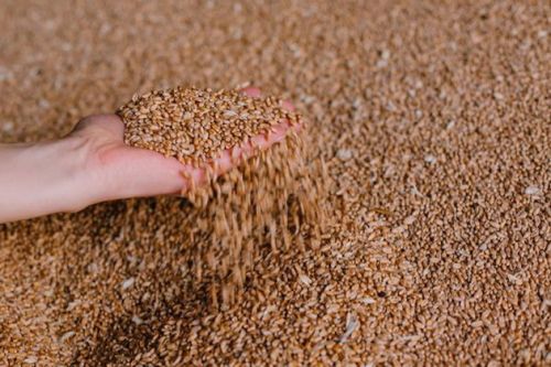 Зерно пшениці, ілюстративне фото