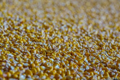 Фуражна кукурудза в Україні продовжує підніматися в ціні