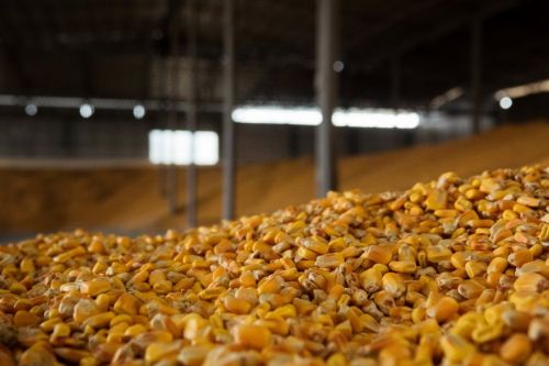 Ціни на кукурудзу в Україні сповільнили зниження