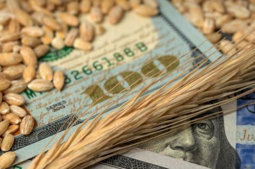 Трейдери намагаються штучно занизити ціни на пшеницю та кукурудзу — аналітики