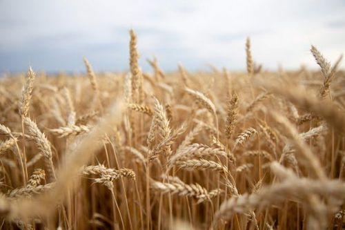 Ціни на пшеницю отримали підтримку після хвилі активного попиту імпортерів — аналітики