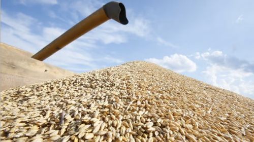 Зібраний врожай фуражного ячменю вивантажений з комбайна у вантажівку