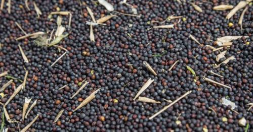 Врожай насіння ріпаку зі смітною та органічною домішками