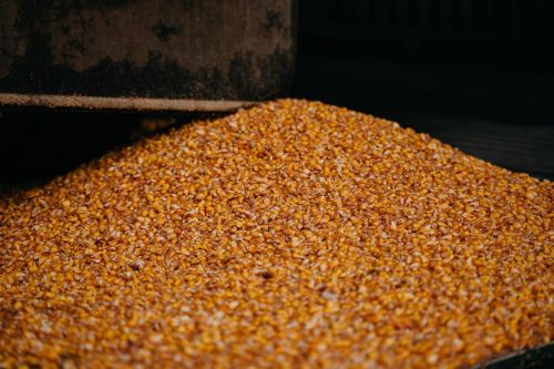 Мінімальні експортні ціни кукурудзи