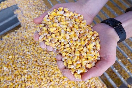 Фермери призупинили продажі кукурудзи, очікуючи на потенційне зміцнення цін