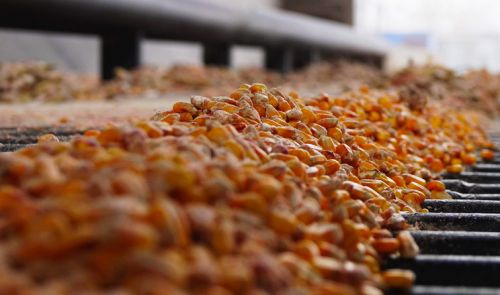 В Україні затримки зі збиранням кукурудзи та стримані продажі з боку виробників призвели до втрати ключового ринку збуту.