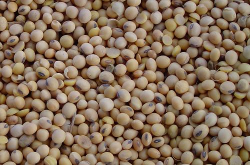 В Україні прогнозують врожай сої у 2025 році на рівні 5,3–5,6 млн т