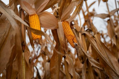 Аналітики прогнозують досить високу врожайність кукурудзи в Україні, попри підвищену вологість та погіршення якості 