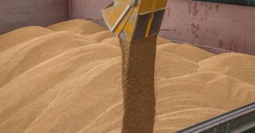 Державне зернове агентство Алжиру (OAIC) придбало 600 тис. т пшениці з Причорноморського регіону та Південної Америки