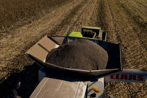 Ціни попиту на соняшник в Україні виросли на 300-500 грн/т до 27,8–28,8 тис. грн