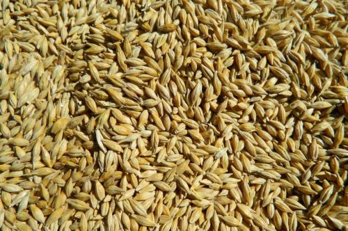 Експортні ціни попиту на фуражний ячмінь виросли до 212-216 $/т з доставкою до чорноморських портів.