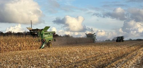 Збір кукурудзи в Агрейні