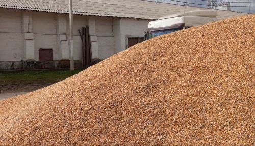 В Україні зросла загальна пропозиція кукурудзи нового врожаю — до 14 млн т