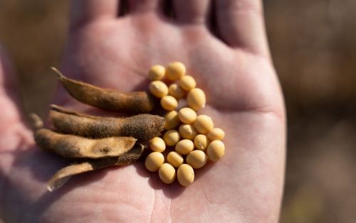 В Україні протягом тижня зросли експортні ціни на сою 