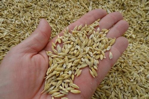 В Україні умовна ціна на ячмінь становить близько 10 600 грн/т