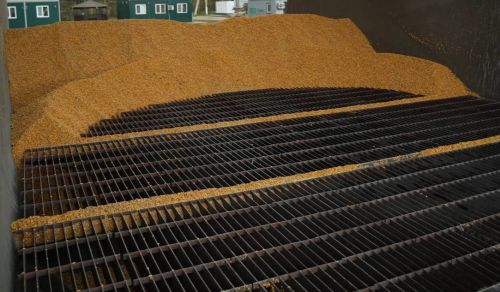 На українському експортному ринку домінує тенденція зростання цін на фуражну кукурудзу