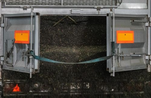 За тиждень закупівельні ціни соняшнику знизились на 200-500 грн/т