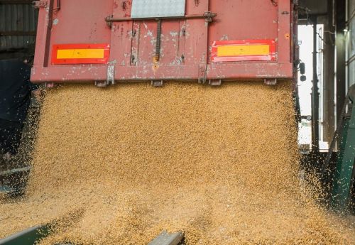 Через проблеми з логістикою на українському ринку дорожчає пшениця