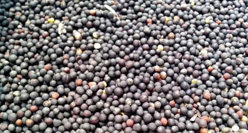 В Україні зберігаються низькі темпи продажів ріпаку на експорт