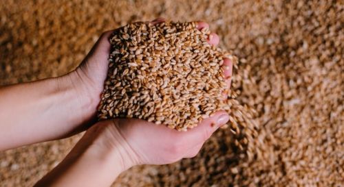 Прогноз USDA світового виробництва пшениці