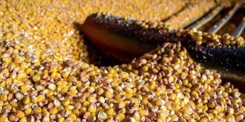 В Україні темпи експорту кукурудзи залишаються низькими