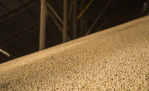 Ціна на сою ГМО в Україні зросла на $20/т