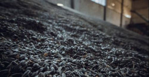 Ціни на соняшник в Україні