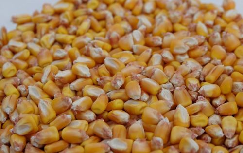 Вологість кукурудзи у Волинській області