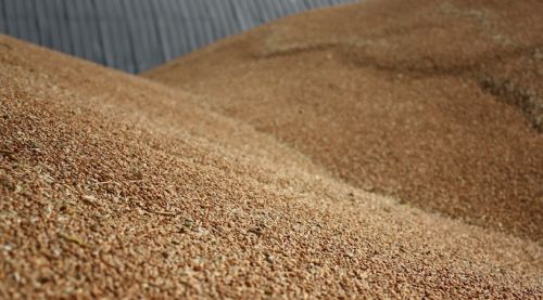 Різке спекулятивне зростання котирувань на пшеницю