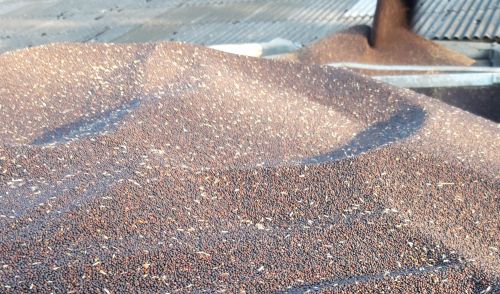 Станом на 13 листопада загальний експорт ріпаку з України склав 1,1 млн т