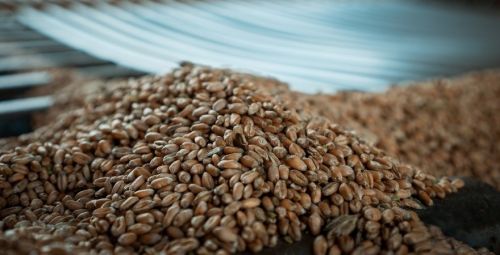 В портах Великої Одеси зросли закупівельні ціни на фуражну пшеницю