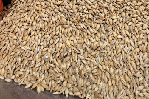 Експортні ціни на фуражний ячмінь в Україні виросли 200-300 грн/т